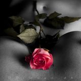 Body rose